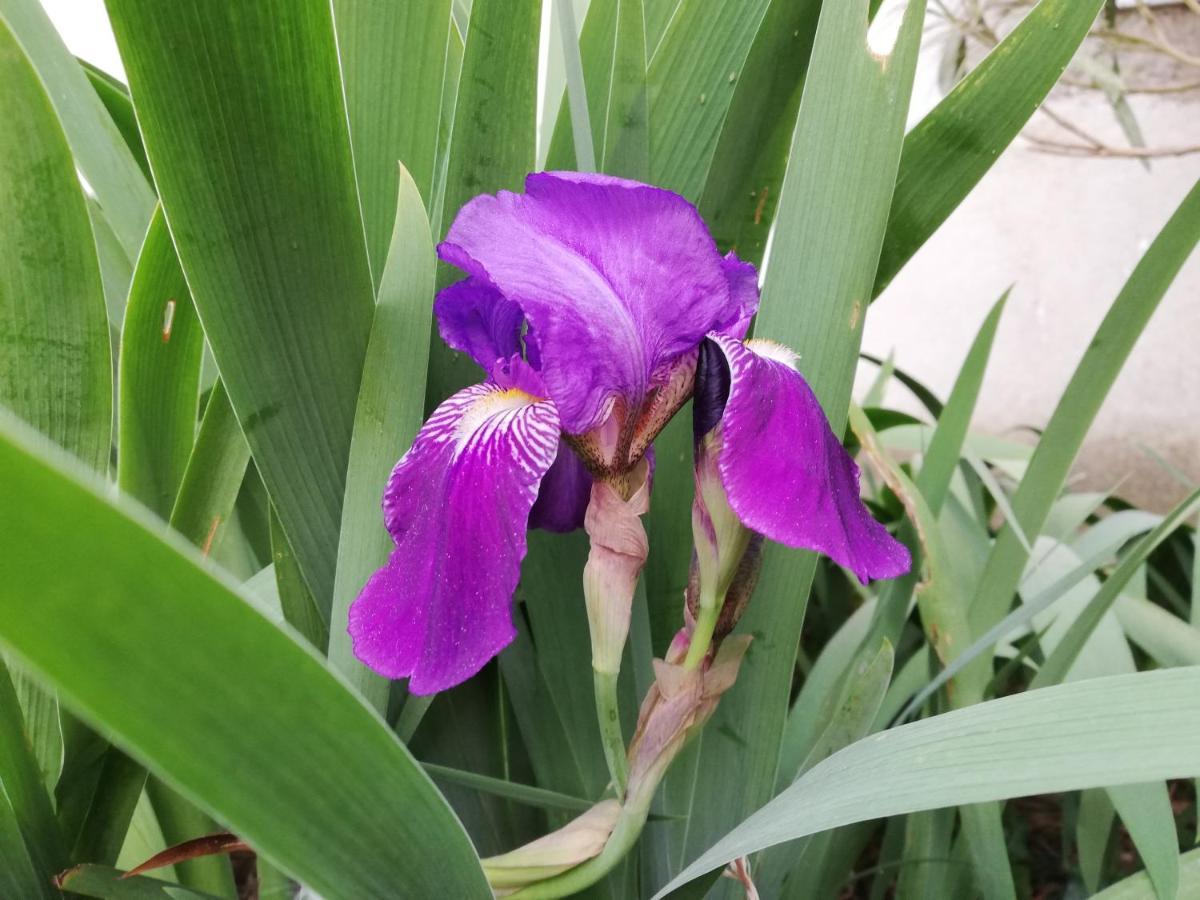 Flori Adriatic Villa Marezige Ngoại thất bức ảnh